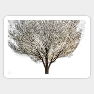 Cherry Tree Multiple Exposure Abstract Sticker